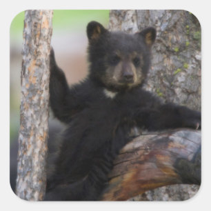 Black Bears Cub Lounging Quadratischer Aufkleber