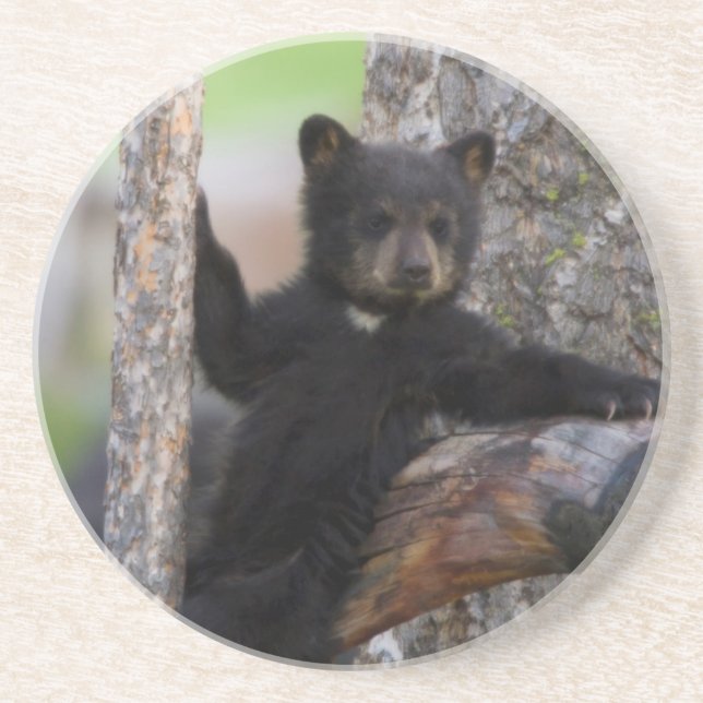 Black Bears Cub Lounging Untersetzer (Vorne)