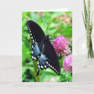 Black Beauty Butterfly Grußkarte Karte