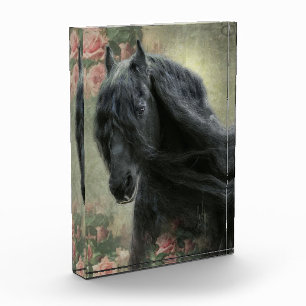 Black Beauty Friesian Horse - Foto Block