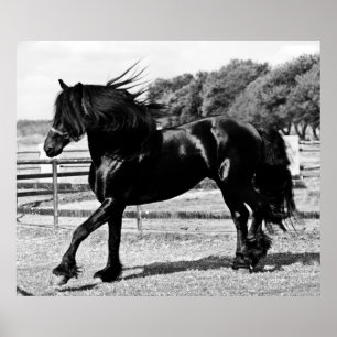Black Beauty Horse Poster