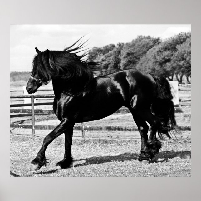 Black Beauty Horse Poster (Vorne)
