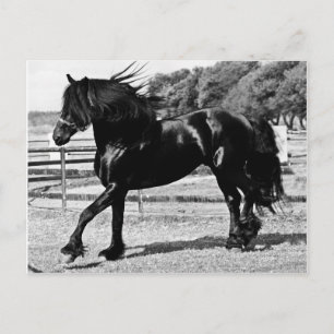 Black Beauty Horse Postkarte