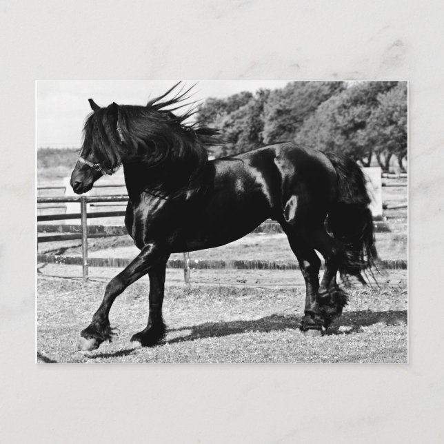Black Beauty Horse Postkarte (Vorderseite)