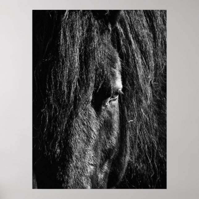 Black Beauty - Poster (Vorne)