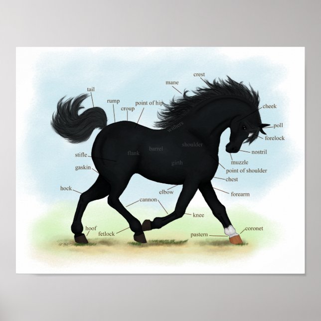 Black Beauty (Star & Sock) Horse Anatomy Poster (Vorne)