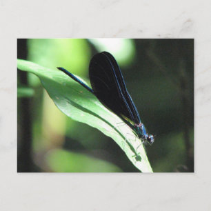 Black & Blue Damselfly Postkarte