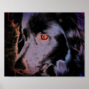Black Border Collie Dog Face Art Poster