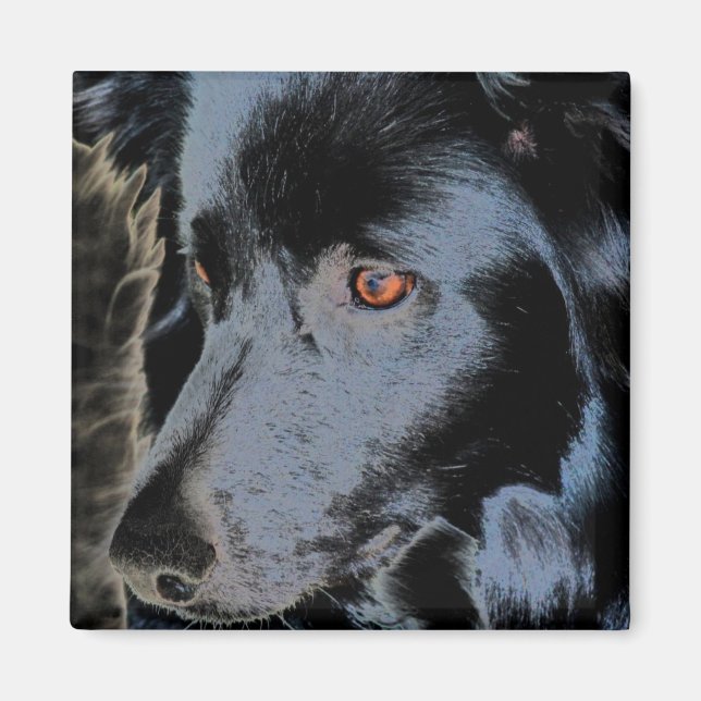 Black Border Collie Face Dog Magnet (Vorne)