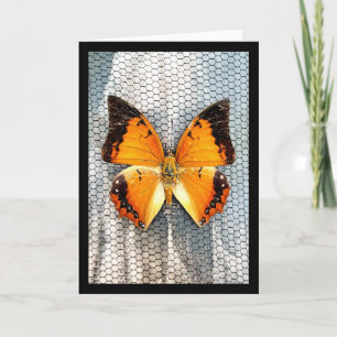 Black-Borted Charaxes Butterfly Grußkarte V5 Karte