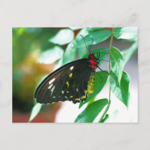 Black Butterfly Nature Postkarte