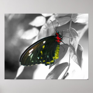 Black Butterfly Partial Color Nature Poster