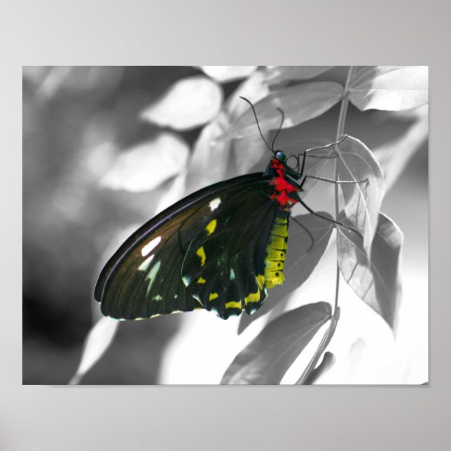 Black Butterfly Partial Color Nature Poster (Vorne)