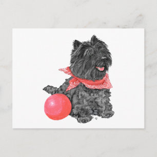 Black Cairn Terrier mit Ball Postkarte