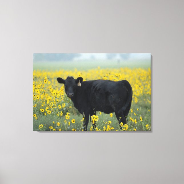 Black Calf in a Field of Sunflowers Leinwanddruck (Vorderseite)