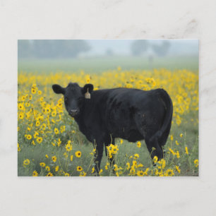 Black Calf in a Field of Sunflowers Postkarte