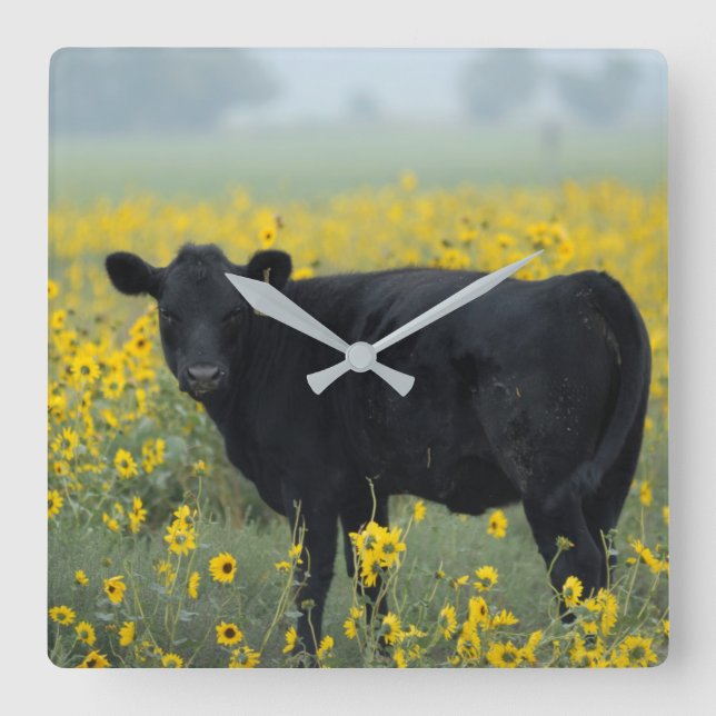 Black Calf in a Field of Sunflowers Quadratische Wanduhr (Vorderseite)