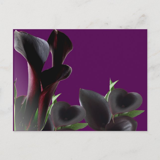 Black Calla Lily Blume Postkarte (Vorderseite)