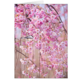 Black Cap Chickadee & Pink Weeping Willow