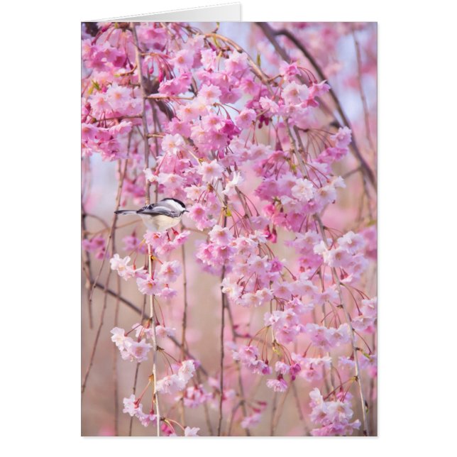 Black Cap Chickadee & Pink Weeping Willow (Vorne)