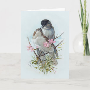 Black Cap Warblers Karte