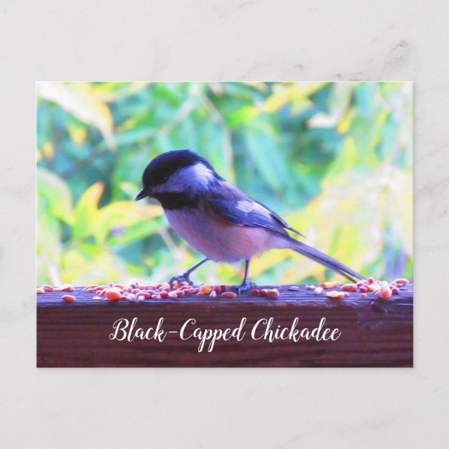 Black Capped Chickadee Perching Birds Kanada Postkarte (Vorderseite)