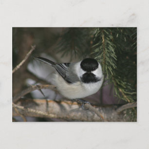 Black Capped Chickadee Wildlife Series #3 Postcard Postkarte