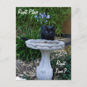 Black Cat Birdbath Postcard Postkarte