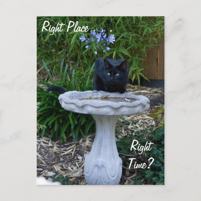 Black Cat Birdbath Postcard Postkarte (Vorderseite)