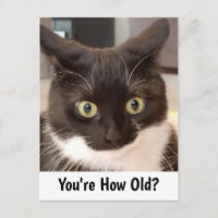 Black Cat Birthday