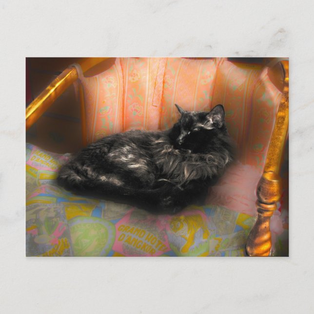 Black Cat Dreaming Postkarte (Vorderseite)