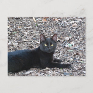 Black Cat Foto Postcard Postkarte
