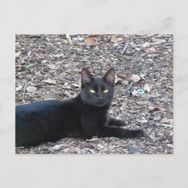 Black Cat Foto Postcard Postkarte (Vorderseite)