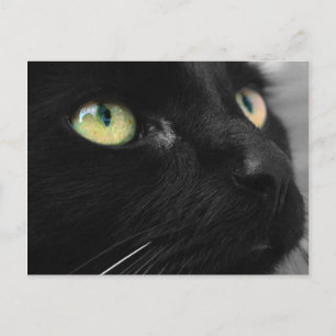 Black Cat Green Eyes Postcard Postkarte