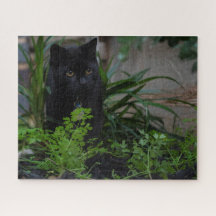 Black Cat Hidden in the Pflanzgut, 520 Stück