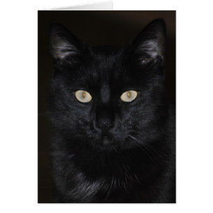 Black Cat Portrait