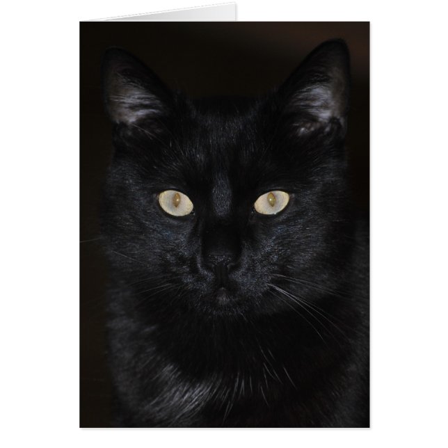 Black Cat Portrait (Vorne)