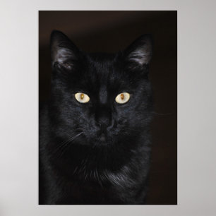 Black Cat Portrait Poster