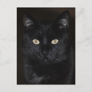 Black Cat Portrait Postkarte