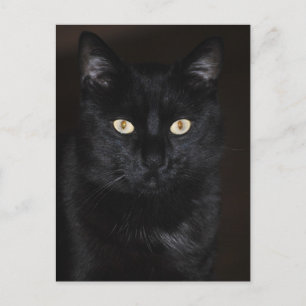 Black Cat Portrait Postkarte