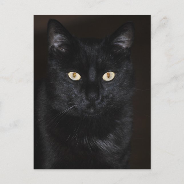 Black Cat Portrait Postkarte (Vorderseite)