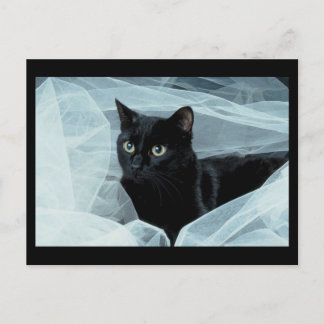 Black Cat Postcard Postkarte