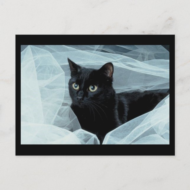 Black Cat Postcard Postkarte (Vorderseite)