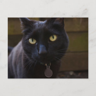 Black Cat Postcard Postkarte
