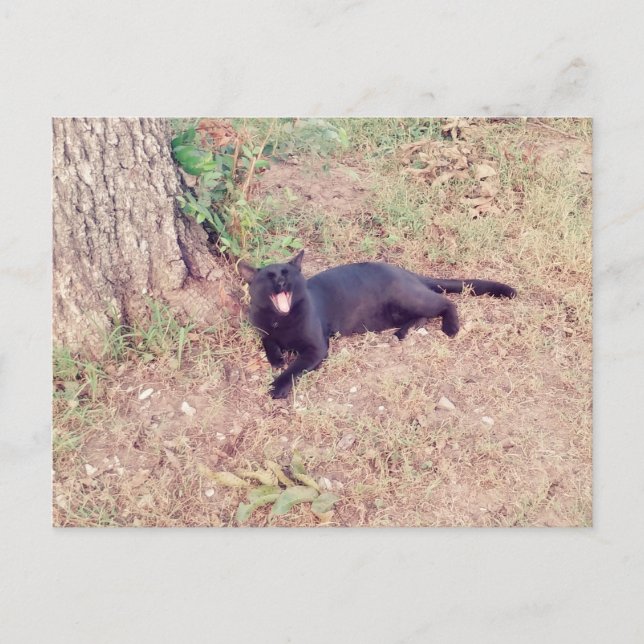 Black Cat Postcard Postkarte (Vorderseite)