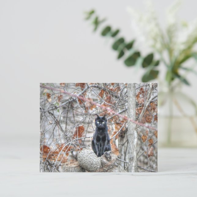 Black Cat Sitting Outdoors Postkarte (Stehend Vorderseite)