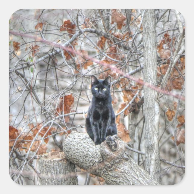 Black Cat Sitting Outdoors Quadratischer Aufkleber (Vorderseite)