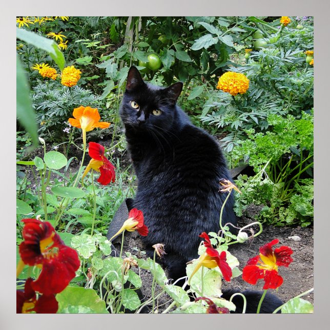 Black Cat Summer Garden Fotografie Poster (Vorne)
