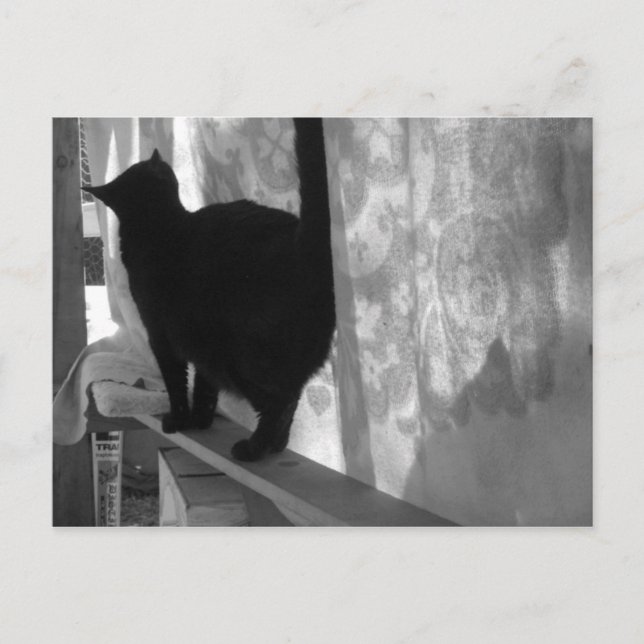 Black Cat Walks weg - Postkarte (Vorderseite)