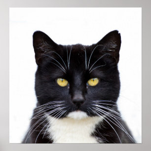 Black Cats Foto Poster